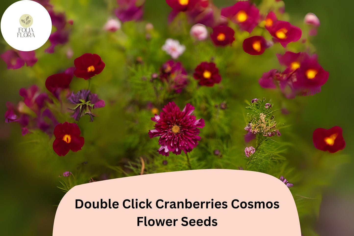 200+ Double Click Cranberries Cosmos Seeds | Cosmos Bipinnatus Deep Red Double Flower Seeds