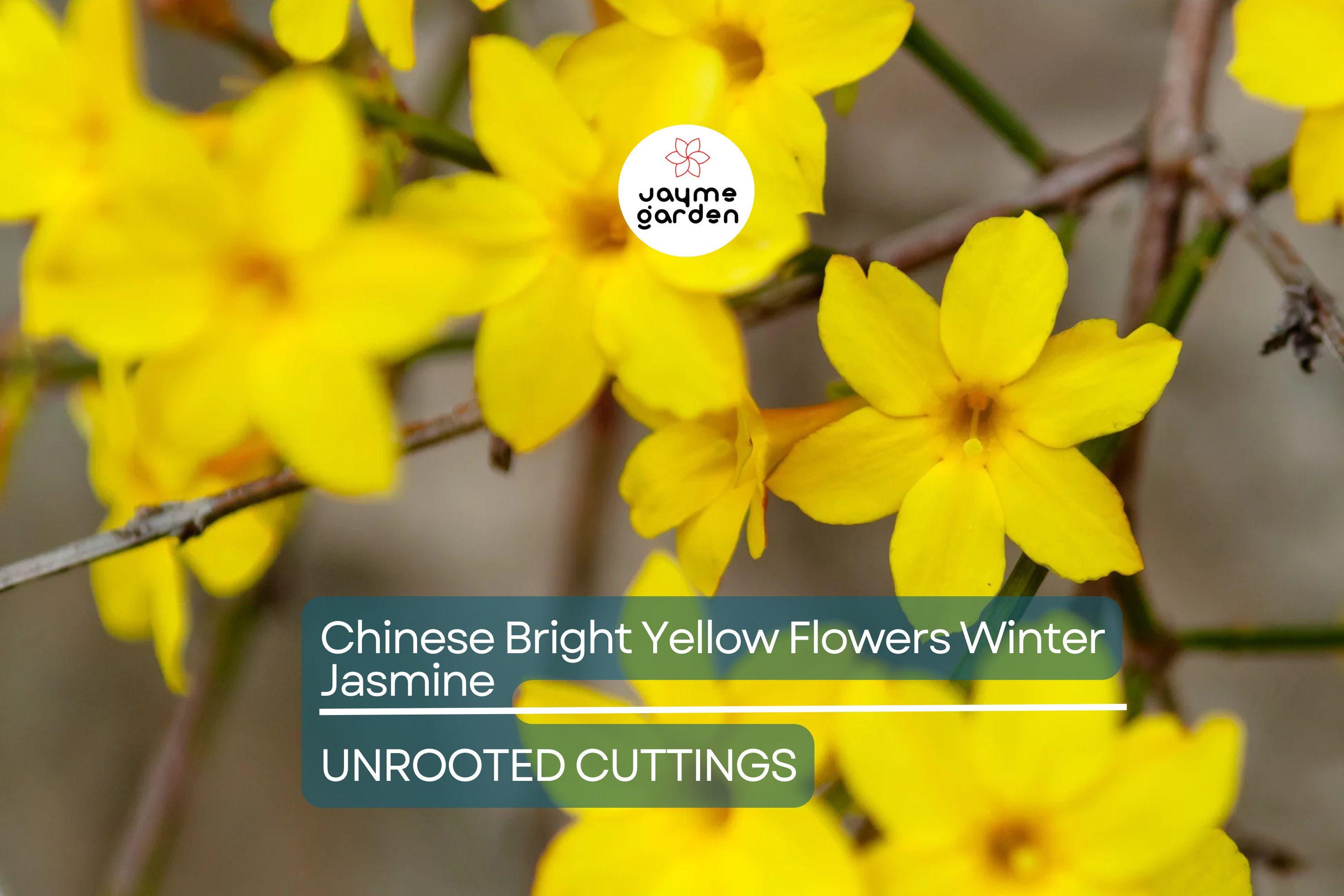 5 Chinese Winter Jasmine Cuttings - 12”+ Bright Yellow Flowers - Fast-Growing Vine, Zone 6-10, Perfect for Winter Gardens