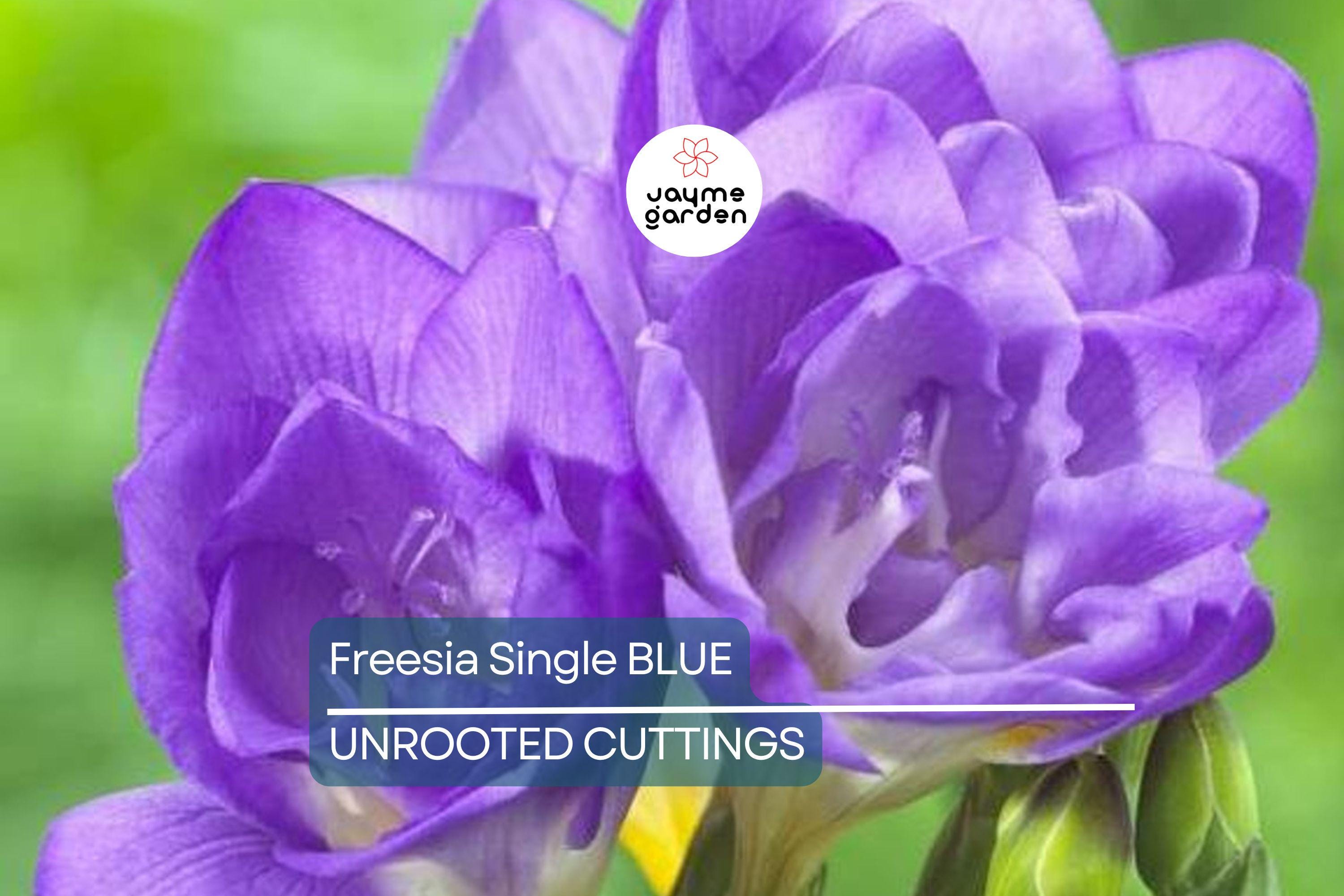 Freesia Single Blue Bulbs - 5 Fragrant Flower Bulbs, Violet-Blue Blooms, Perfect for Gardens & Containers, USDA Zones 9-10