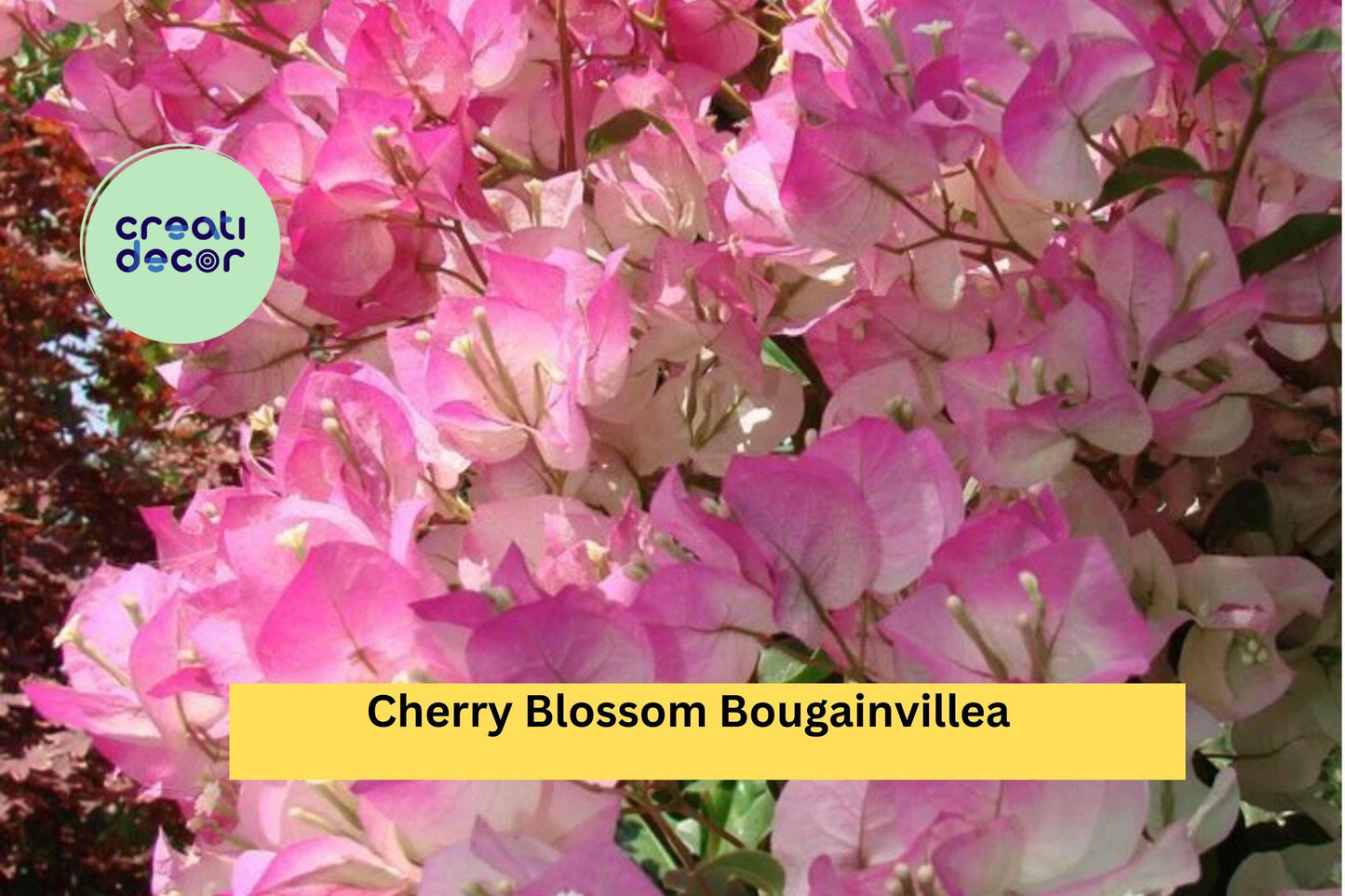 Cherry Blossom Bougainvillea – Small Rooted Starter Plug Plant, Live Tropical Flowering Vine for Patio, Garden, Trellis, or Hanging Basket
