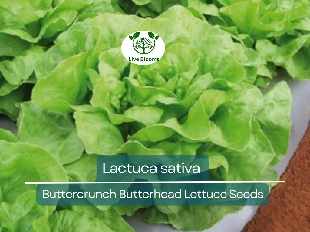 700 Seeds Buttercrunch Butterhead Lettuce – Lactuca sativa | Heirloom Lettuce Seeds for Planting, Gardening & Fresh, Tender Harvests