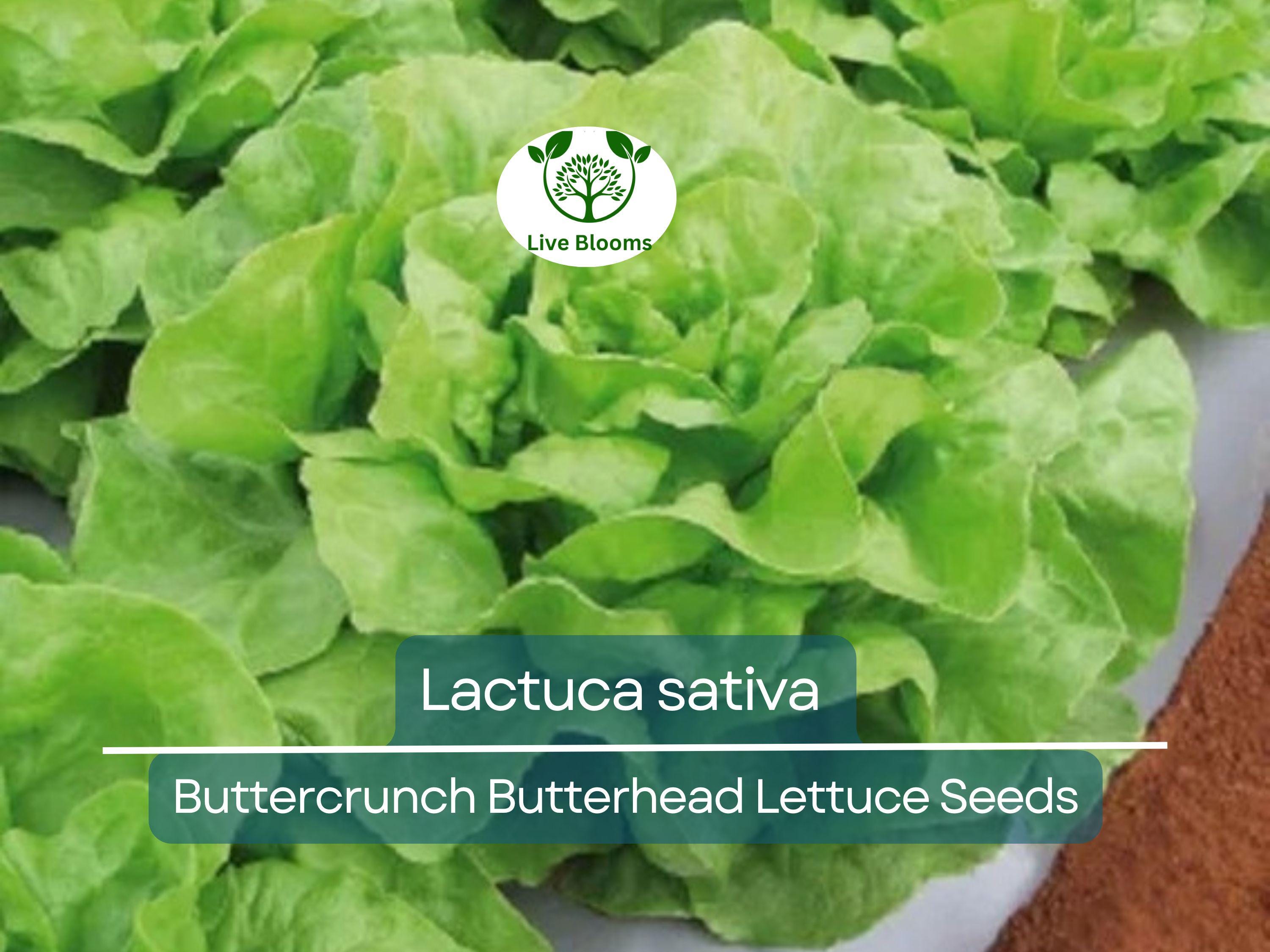 700 Seeds Buttercrunch Butterhead Lettuce – Lactuca sativa | Heirloom Lettuce Seeds for Planting, Gardening & Fresh, Tender Harvests