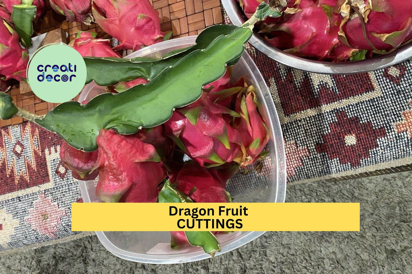 10 Unknown Dragon Fruit Cuttings – 8–14” Unrooted Stems | Hylocereus Variety for Propagation | Cactus Vines for Pots or Trellises
