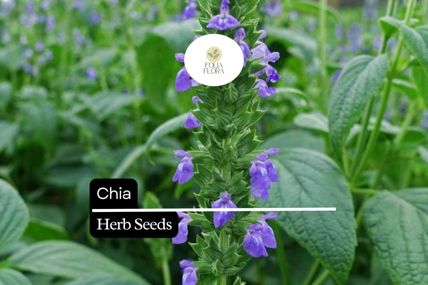 500 Chia Herb Seeds – Salvia hispanica – Heirloom, Fast-Growing, Perfect for Sprouting & Pollinator Gardens