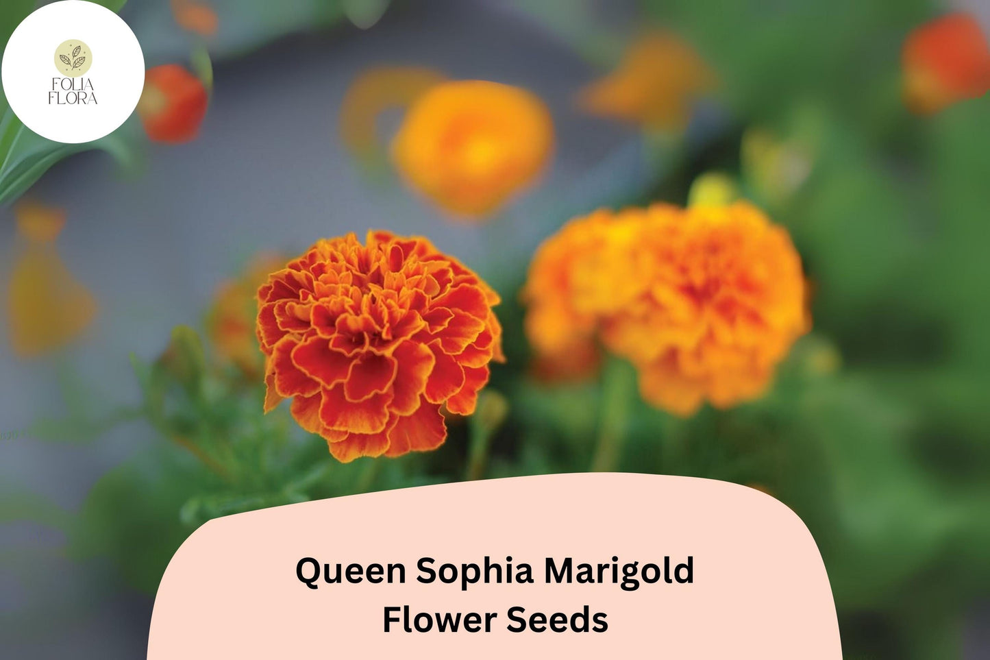 25+ Queen Sophia Marigold Seeds | Tagetes patula | Compact French Marigold with Orange-Red & Gold Blooms | Garden Flower Seeds