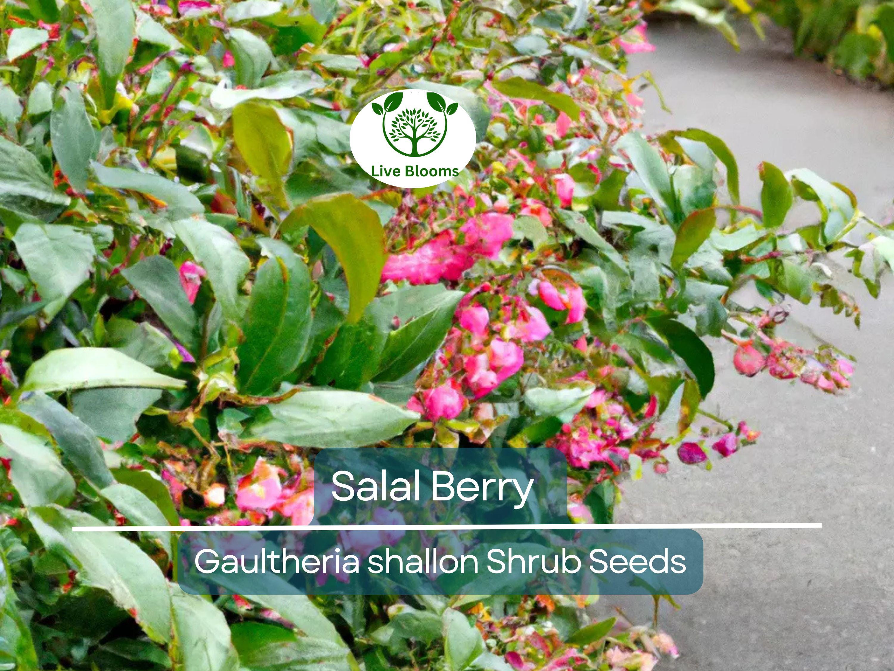 100 Salal Berry Seeds (Gaultheria shallon), Edible Fruits, Evergreen Shrub, Low Maintenance Bush, Wild Berries, Garden Starter, Wildlife