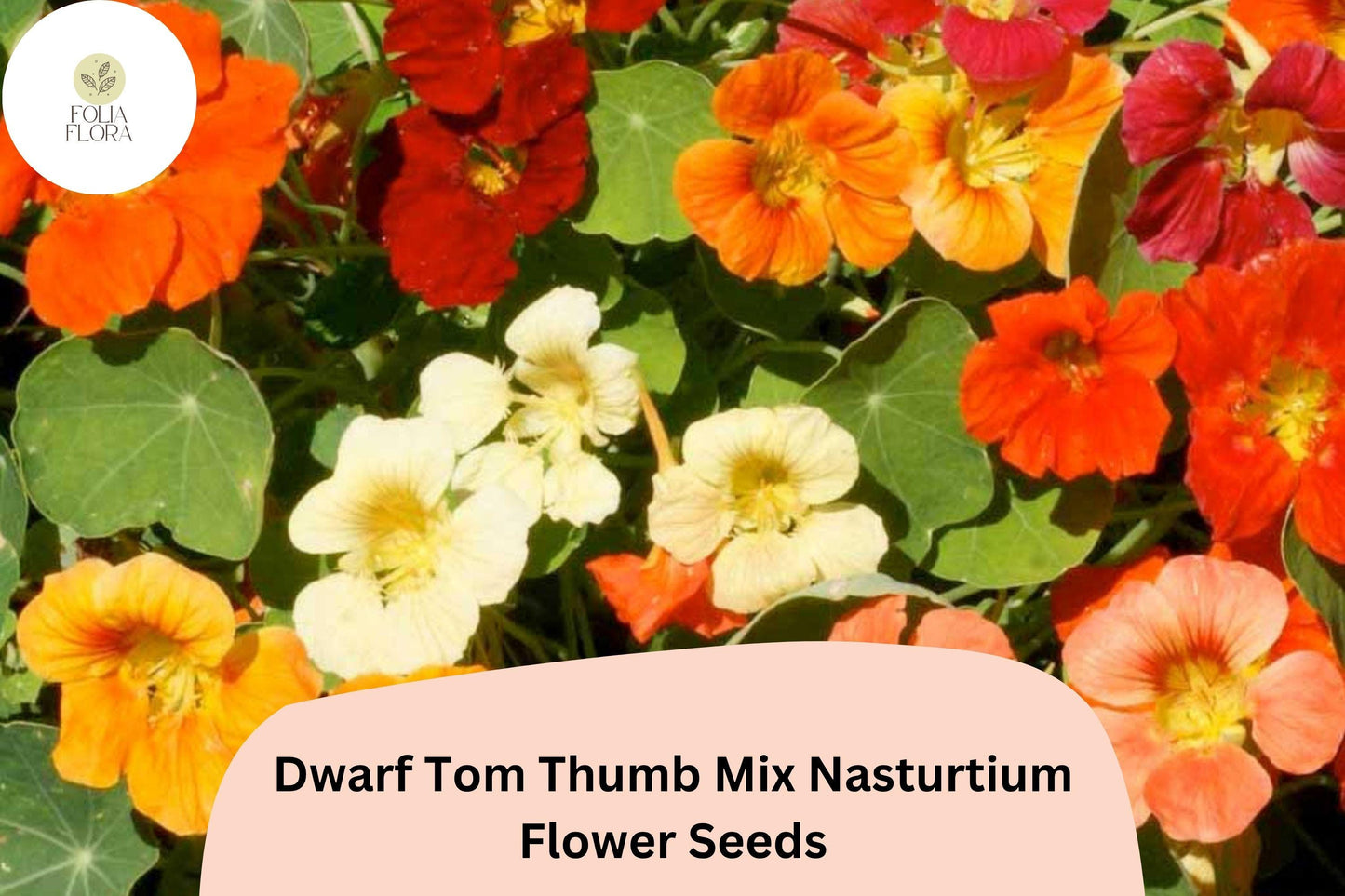 50+ Dwarf Tom Thumb Mix Nasturtium Seeds | Tropaeolum majus | Compact Colorful Annual