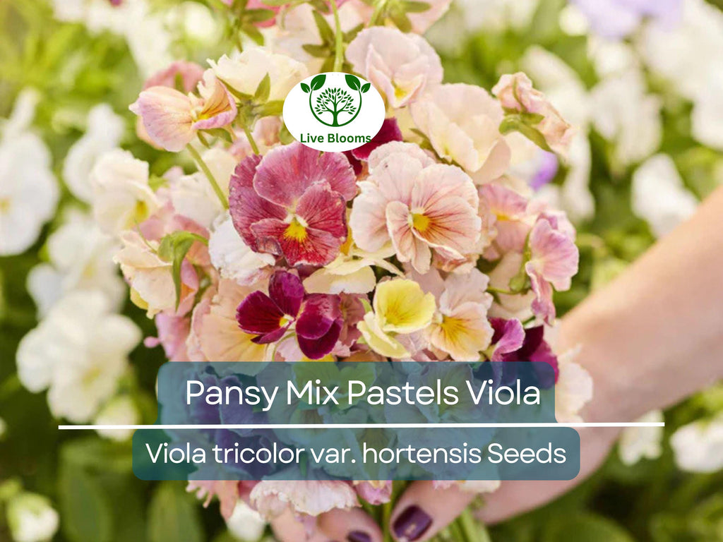 100 Seeds Pansy Mix Pastels Viola Edible Flowers, Cool Weather, Non-GMO, Vibrant Colors, Ideal for Containers & Gardens, Easy to Grow
