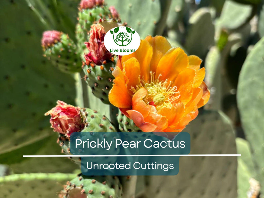 1 Prickly Pear Cactus Plant (Opuntia) Unrooted Cuttings, Edible Fruit, Orange, Pink & Yellow Blooms, Hardy Desert Plant, for Gardens