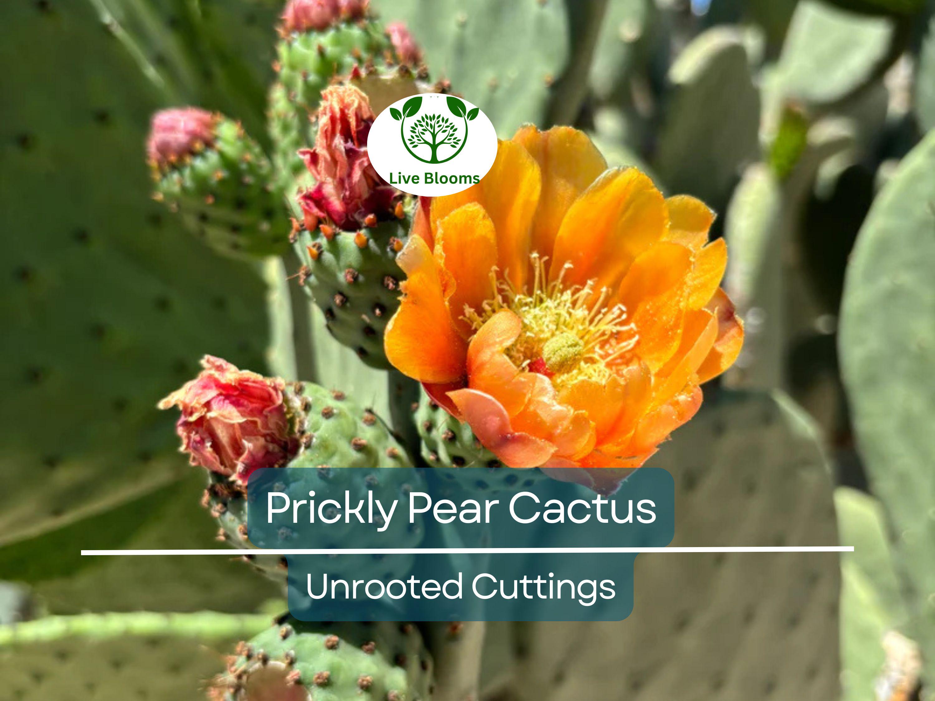 1 Prickly Pear Cactus Plant (Opuntia) Unrooted Cuttings, Edible Fruit, Orange, Pink & Yellow Blooms, Hardy Desert Plant, for Gardens