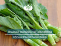 150 Seeds Chinese Broccoli Kailaan - Brassica oleracea var. alboglabra | Open Pollinated Seeds for Planting & Culinary Use