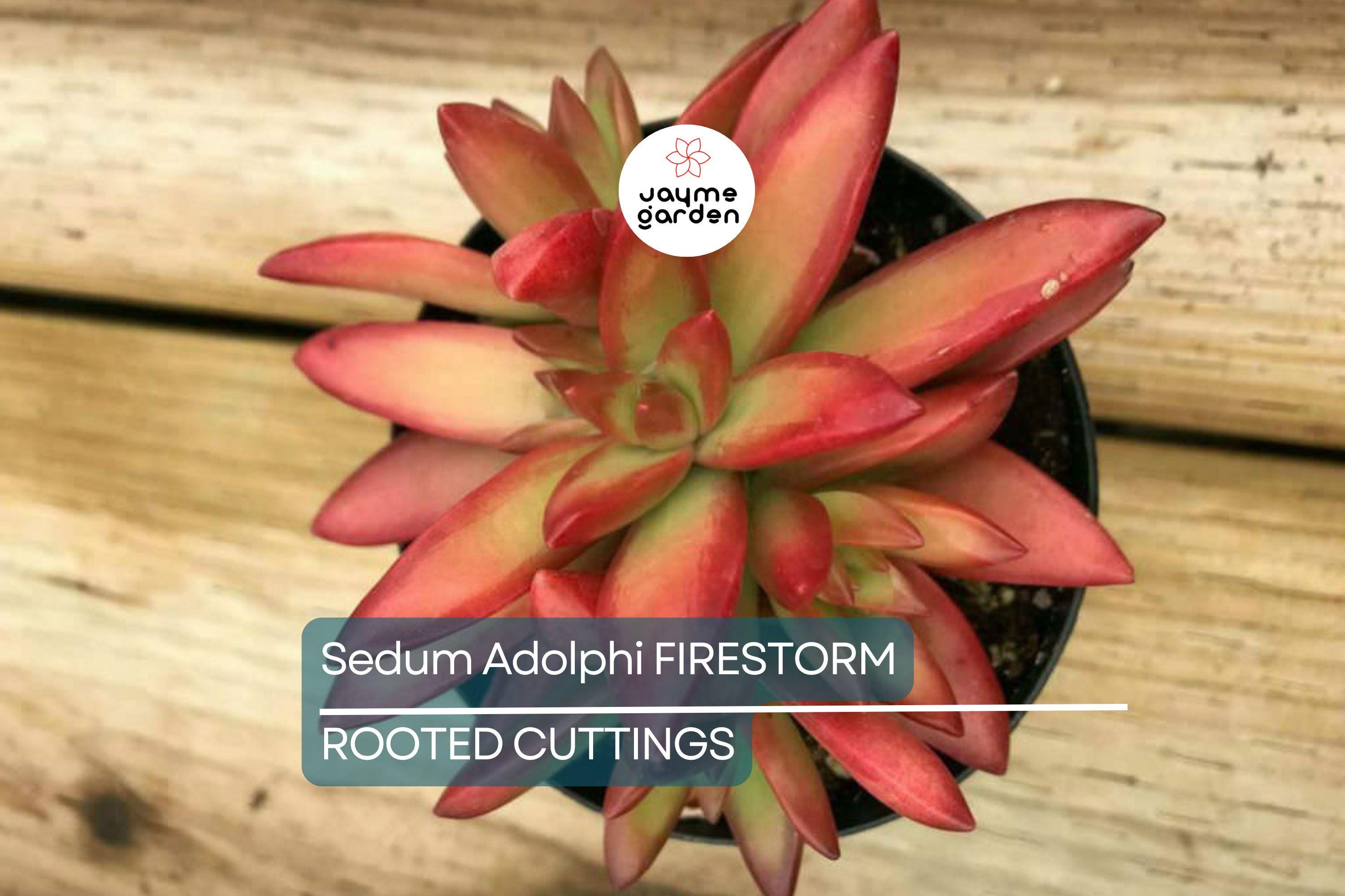 1 Sedum Adolphi Firestorm Succulent - Rooted Plant in 2” Pot - Red-Orange Coppertone, Easy Care, Perfect for Containers