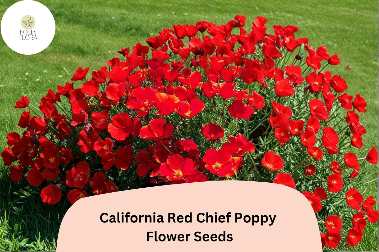 200+ California Red Chief Poppy Seeds for Garden Planting - Stunning Wildflowers