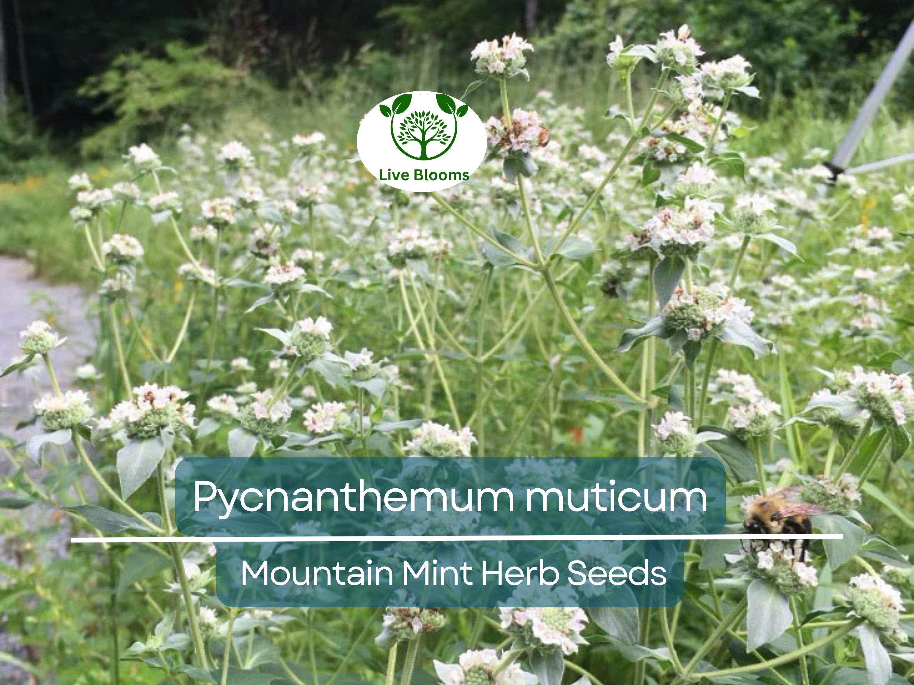 30 mg Seeds Mountain Mint Herb – Pycnanthemum muticum | Aromatic Native Mint for Planting, Culinary & Herb Uses