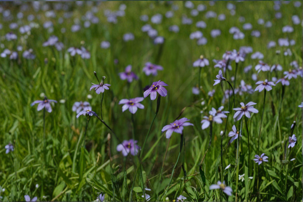 Western Blue-Eyed Grass – Sisyrinchium bellum, Native Perennial Wildflower | Grass-Like Foliage (100 Seeds)