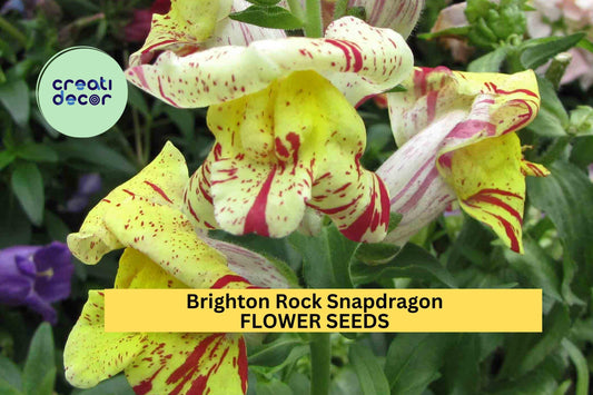 1000+ Brighton Rock Snapdragon Seeds – Vibrant Bicolor Blooms for Garden Planting, Tall Cut Flowers for Borders & Bouquets – USA