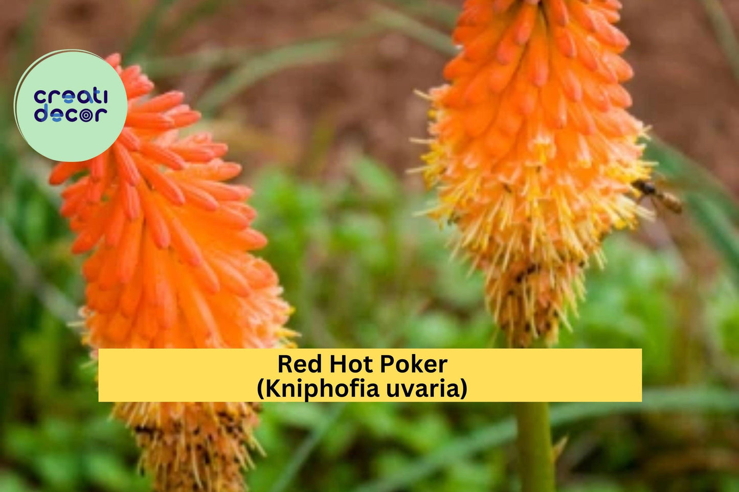 Red Hot Poker Plants – 3 Bareroot Kniphofia uvaria, Hardy Perennial Torch Lily, Vibrant Orange-Red Summer Blooms for Garden Borders