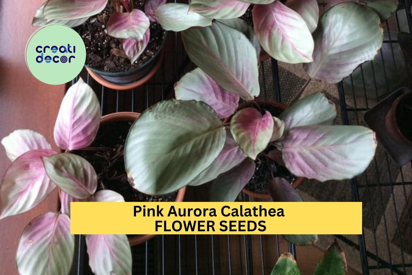 25+ Pink Aurora Calathea Seeds – Striking Pink-Edged Foliage for Garden Planting, Tropical Houseplant or Shaded Garden Accent – USA