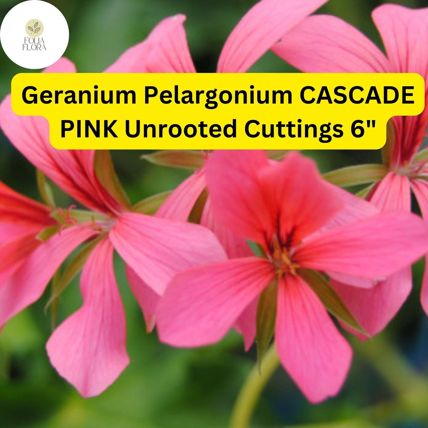 Geranium Pelargonium ‘Cascade Pink’ | 3 Live 6” Unrooted Cuttings | Trailing Flowering Plant, Vibrant Blooms, Easy-Care