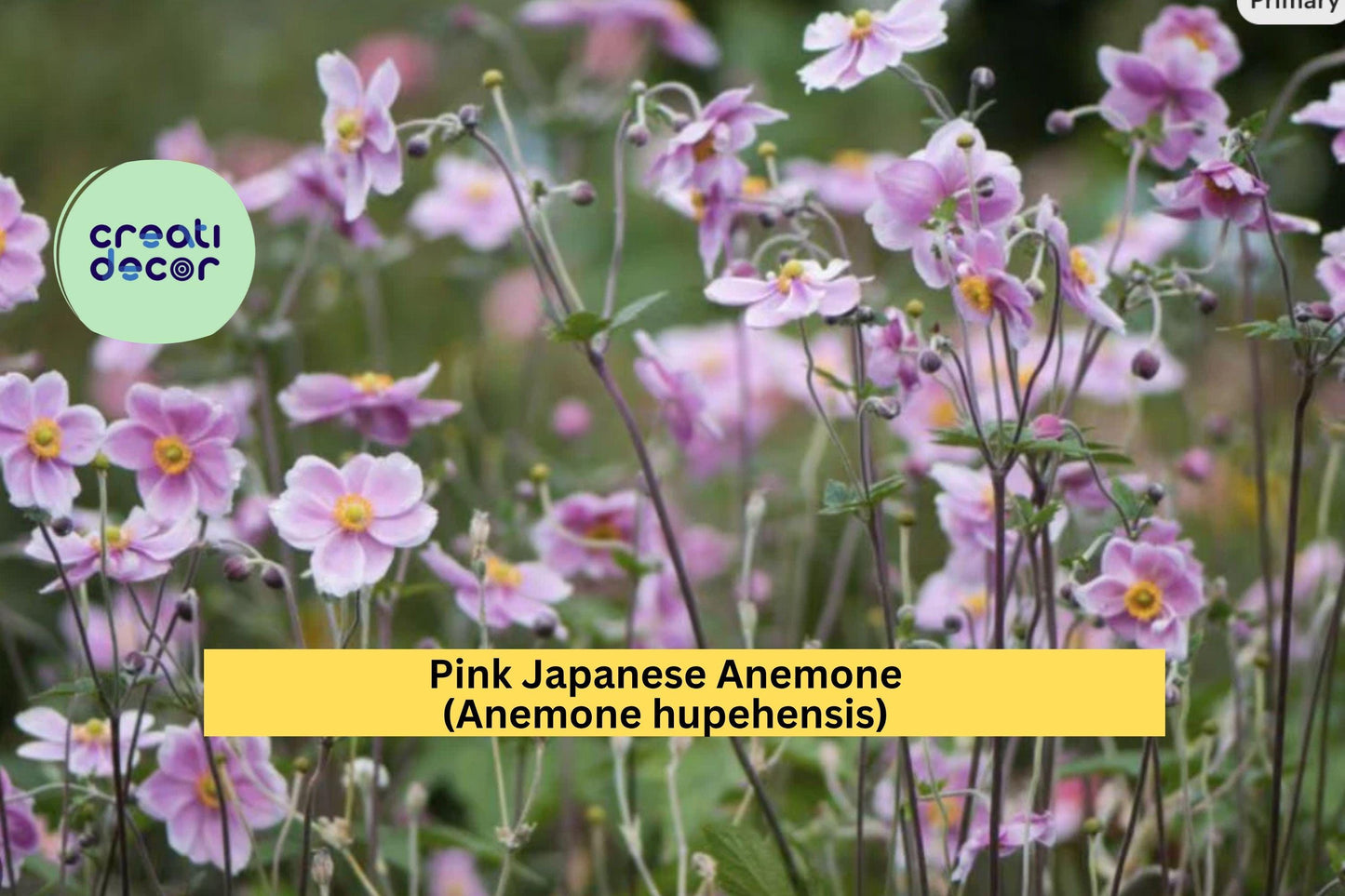 Pink Japanese Anemone Rootstock 10-Pack – Anemone hupehensis – Bare Root Hardy Perennial, Late-Summer Garden Blooms