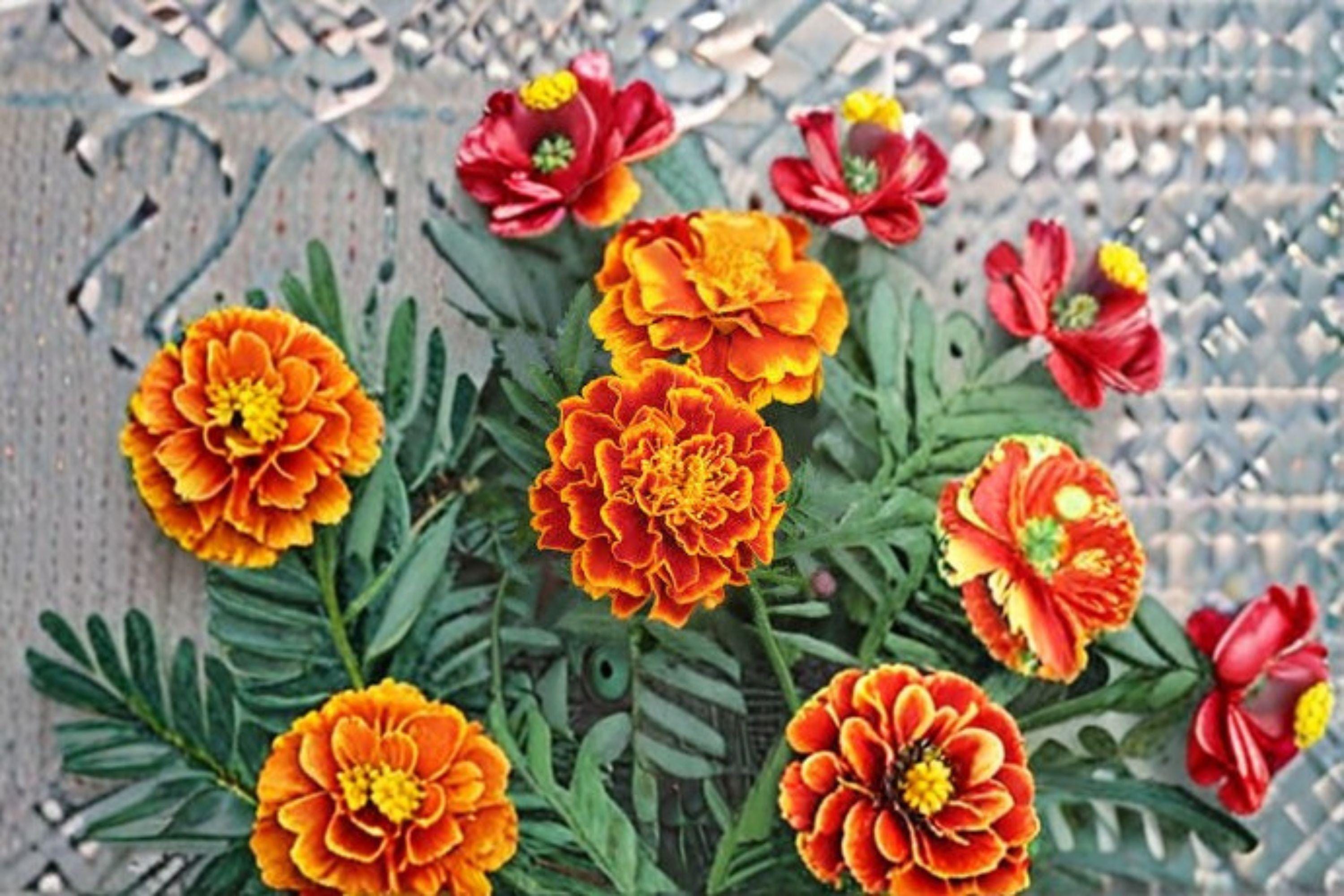 Sparky Mixture Sunflower 100 Seeds | Bright Bicolor Sunflowers | Red, Gold & Yellow Blooms | Eye-Catching Garden Mix