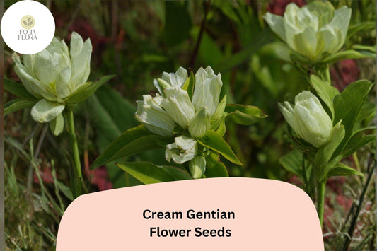 Cream Gentian Seeds – 100 Gentiana flavida | Native Pale Yellow Wildflower | Perennial Garden Plant
