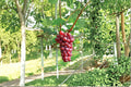 Hongju Grape 1 Plant 1-2 ft (Vitis vinifera Hongju) Live Grape Vine