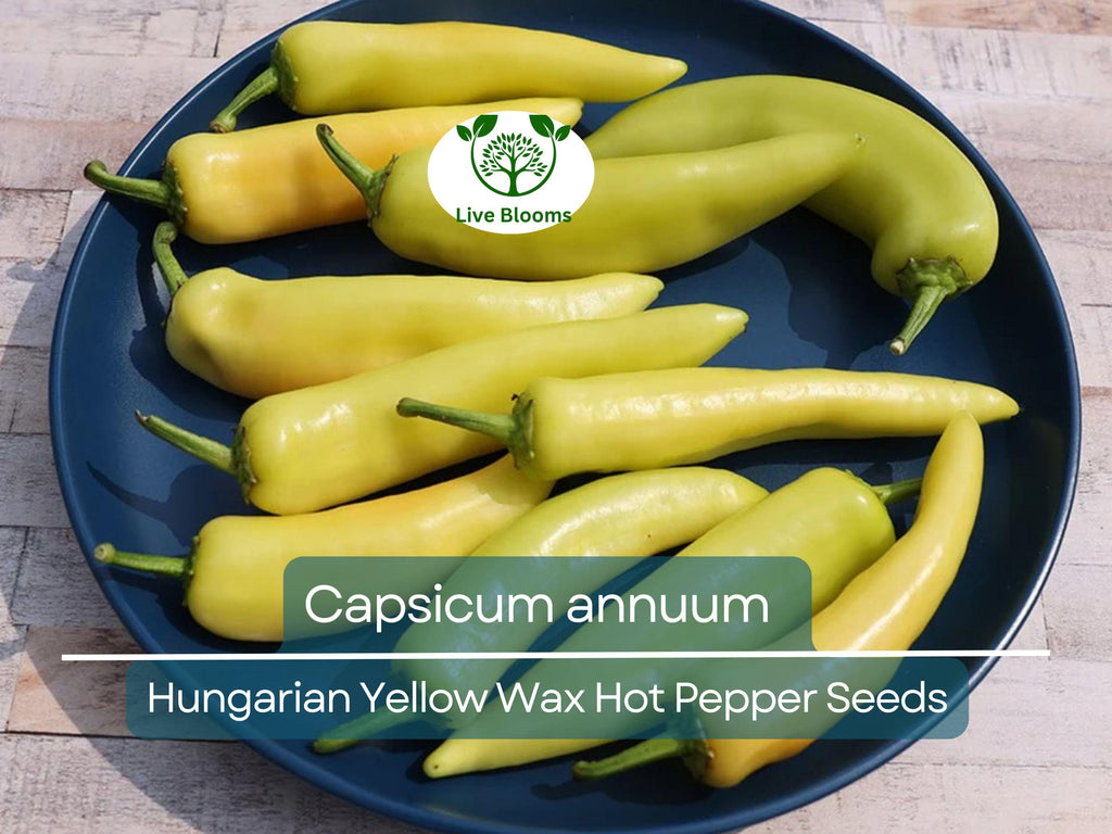 30 Seeds Hungarian Yellow Wax Hot Pepper – Capsicum annuum | Heirloom Pepper for Planting, Gardening & Spicy Harvests