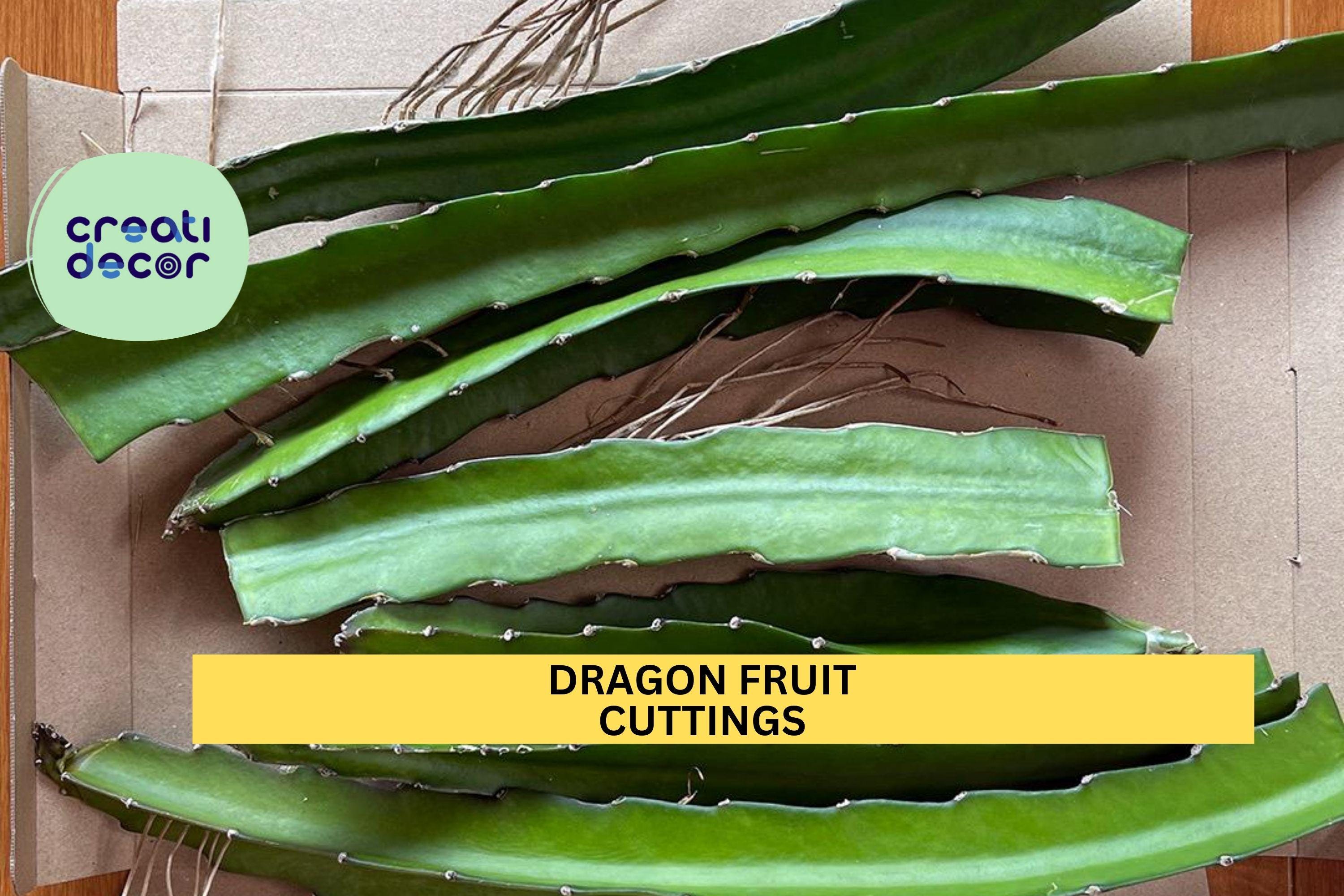 1 Dragon Fruit Cuttings | 8"+ Unrooted Stem | Random Variety | Hylocereus Cactus Starter | Grow Your Own Pitaya Plant | Easy to Root