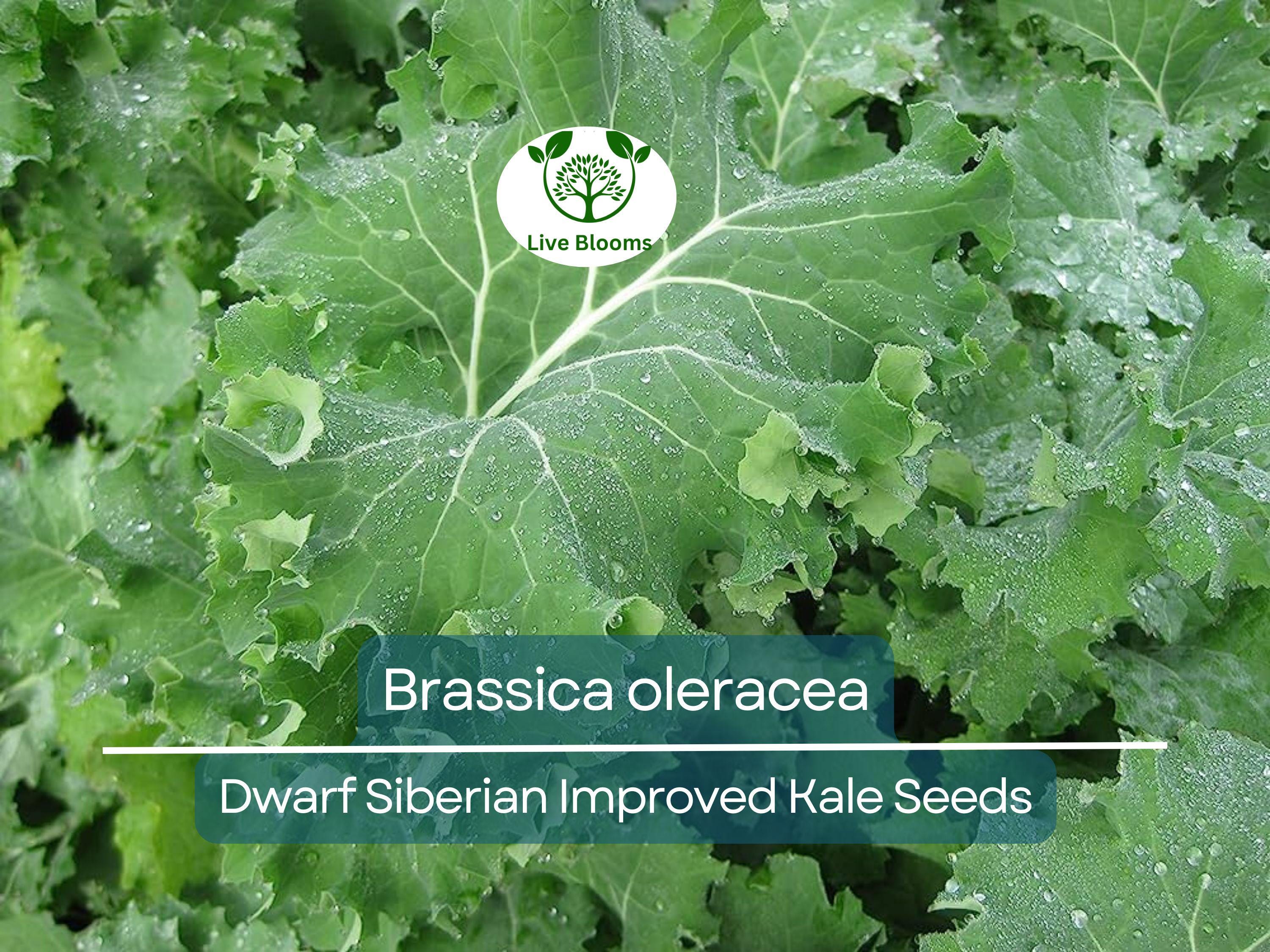 250 Kale Dwarf Siberian Improved Seeds – Brassica oleracea – Nutrient-Rich Greens for Planting, Easy to Grow, Perfect for Cooking & Salads