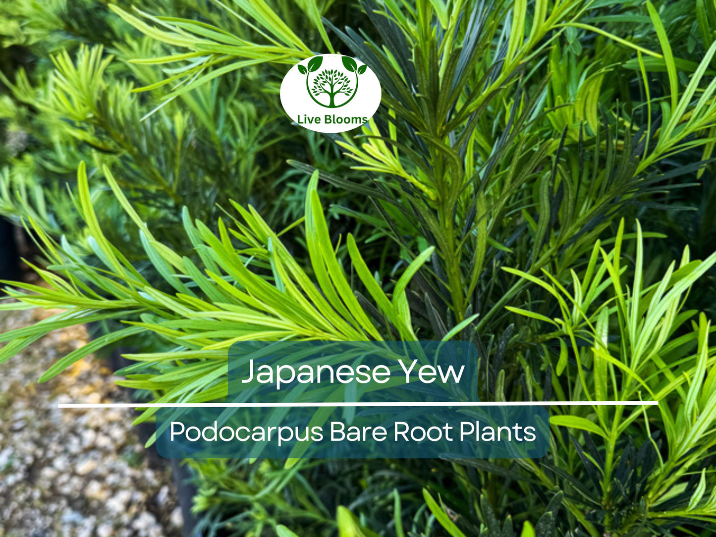 20 Podocarpus Japanese Yew Plants – Live Bare Root – Evergreen Privacy Hedge – Podocarpus macrophyllus Starter Pack