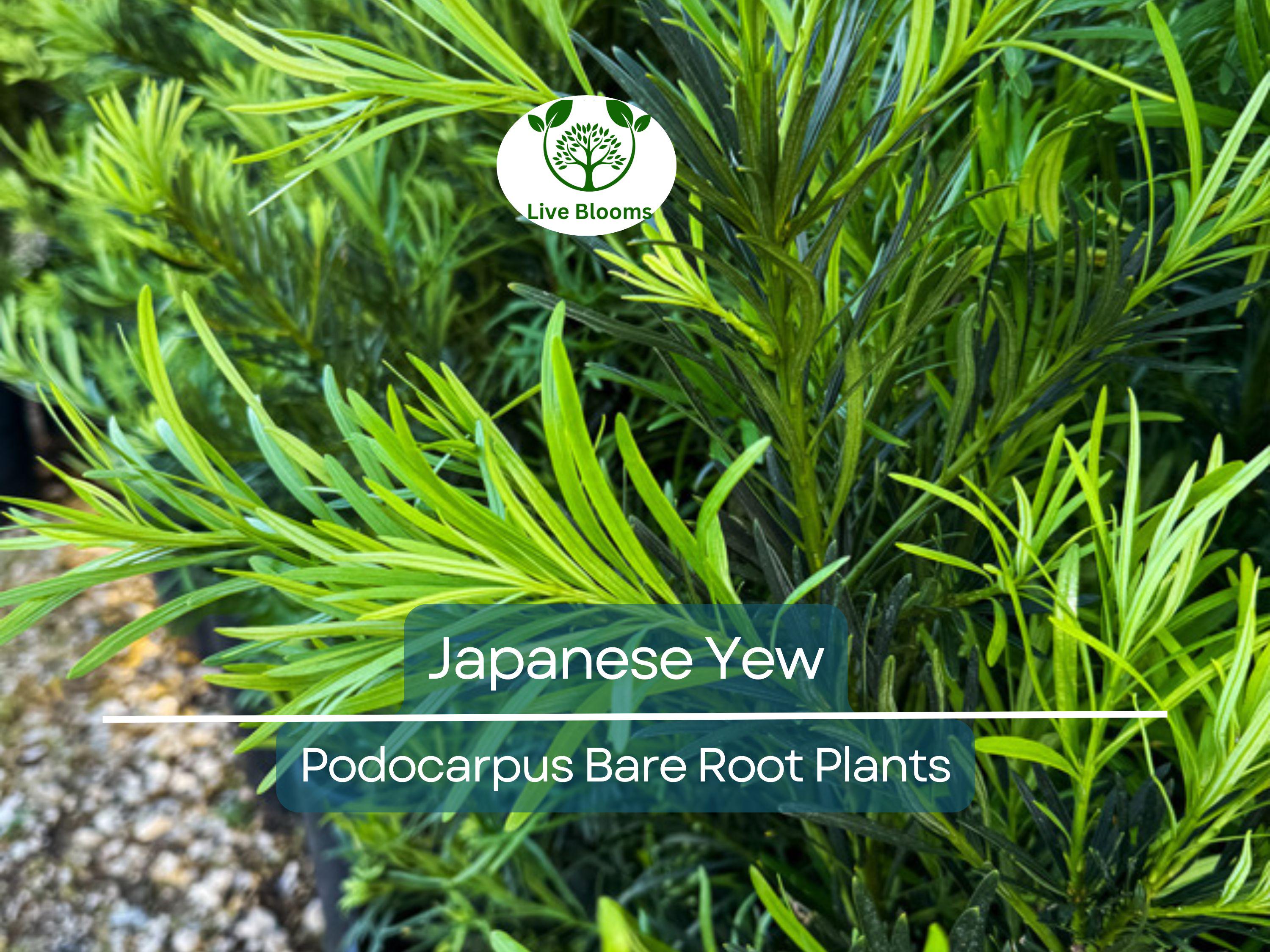 20 Podocarpus Japanese Yew Plants – Live Bare Root – Evergreen Privacy Hedge – Podocarpus macrophyllus Starter Pack