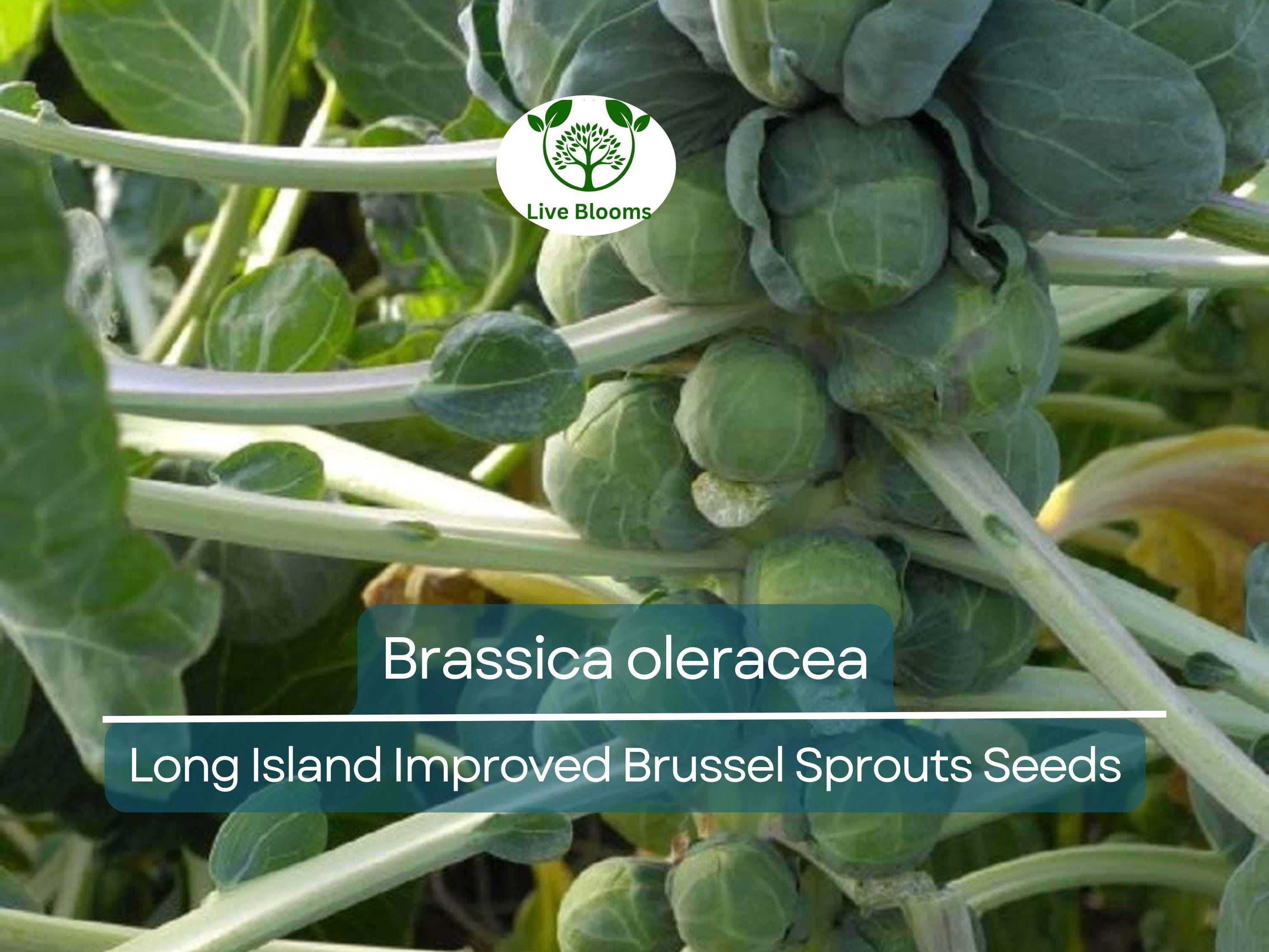 250 Seeds Long Island Improved Brussel Sprouts - Brassica oleracea | Heirloom Variety for Planting, Gardening & Nutritious Harvest