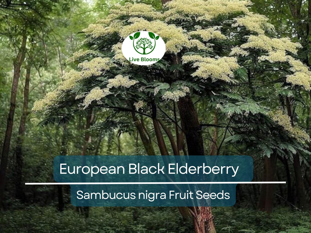 80 European Black Elderberry Seeds (Sambucus nigra), Tree, Edible Fruit, Herb, High Yield, Elderberry Plant, Garden Starter