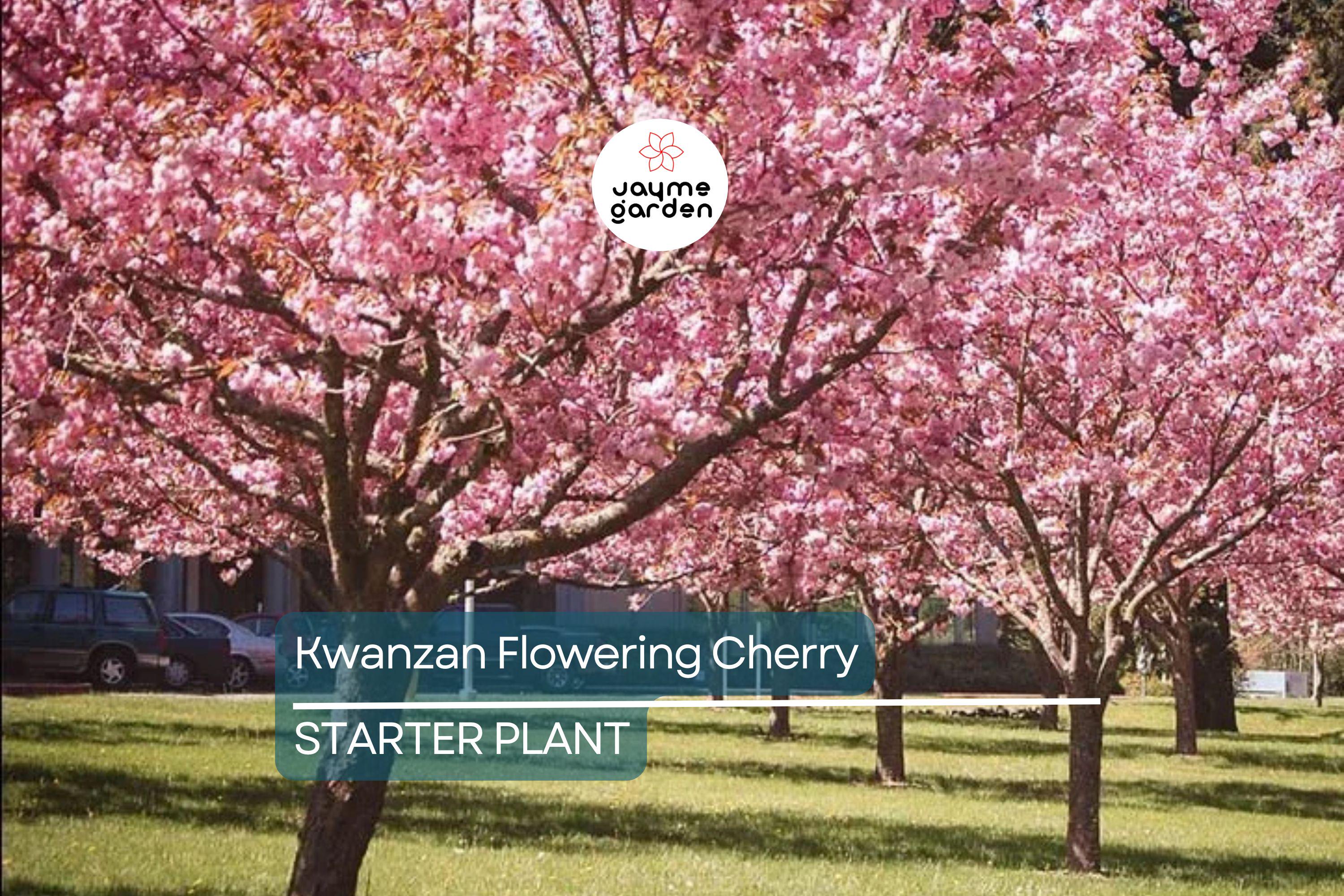 Kwanzan Flowering Cherry Tree – 1-2 Ft Live Bare Root | Pink Blooms | Fast Growing | Ready to Plant | Perfect for Home Gardens