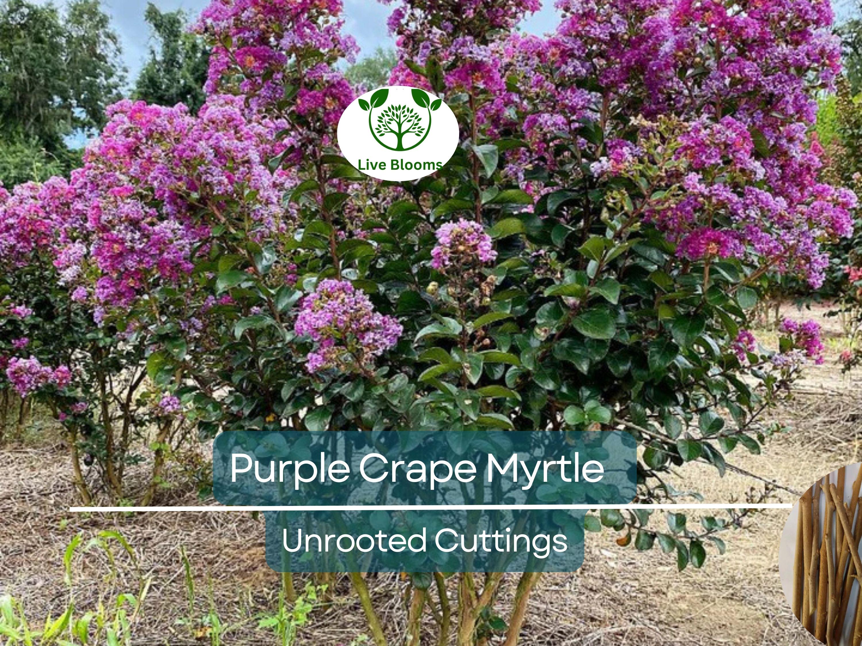 8 Purple Crape Myrtle Unrooted Cuttings 6-8"- Fresh & Ready to Root - Lagerstroemia, Light Purple Blooms, Easy to Grow, Perfect for Garden