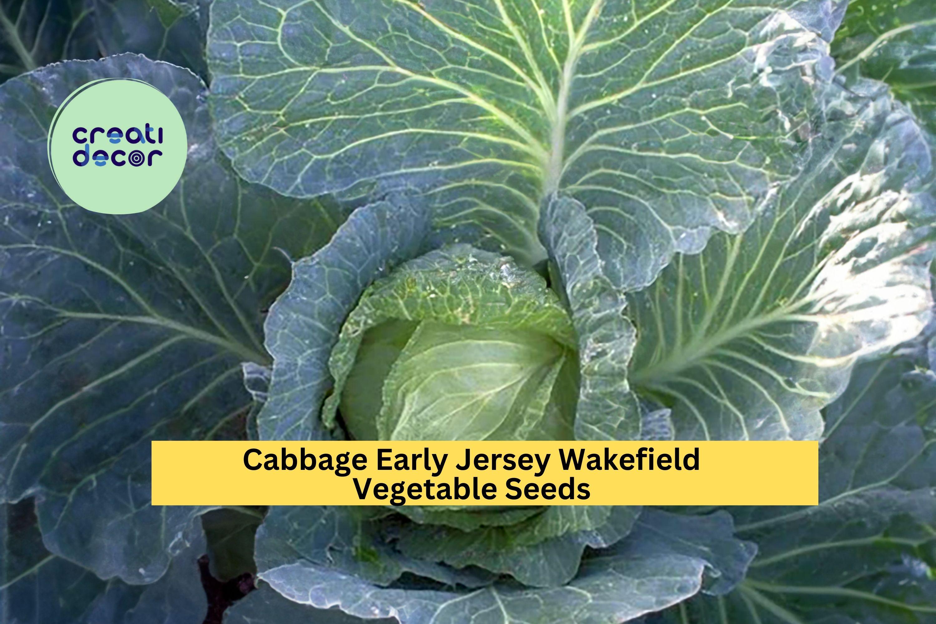 3pcs x 1g Early Jersey Wakefield Cabbage Seeds – Heirloom Pointed Heads for Garden Beds, Rows, or Containers Seeds for Planting