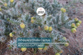 8" Whipple's Cholla Cactus (Cylindropuntia whipplei) - Hardy Flowering Shrub, Live Plant Ships Bare Root