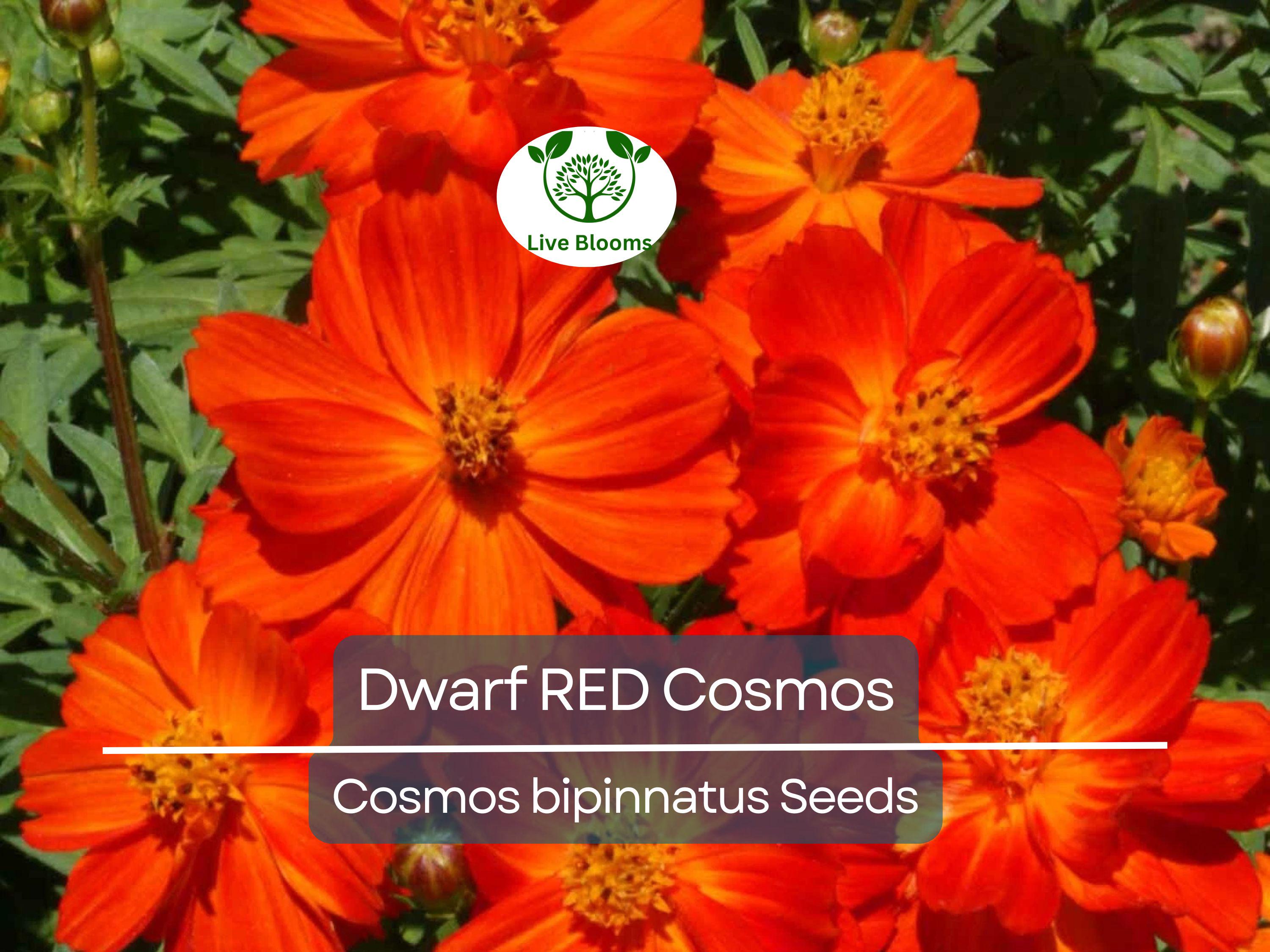 100 Dwarf RED Cosmos Seeds | Cosmos bipinnatus Dwarf Variety | 9-12” Tall, Red Blooms, Non-GMO, Butterfly Friendly, Easy Annual