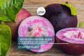 Caimito Purple Star Apple Tree | 3-6" Live Seedling | Exotic Tropical Fruit Plant in 2.5" Pot | Chrysophyllum cainito