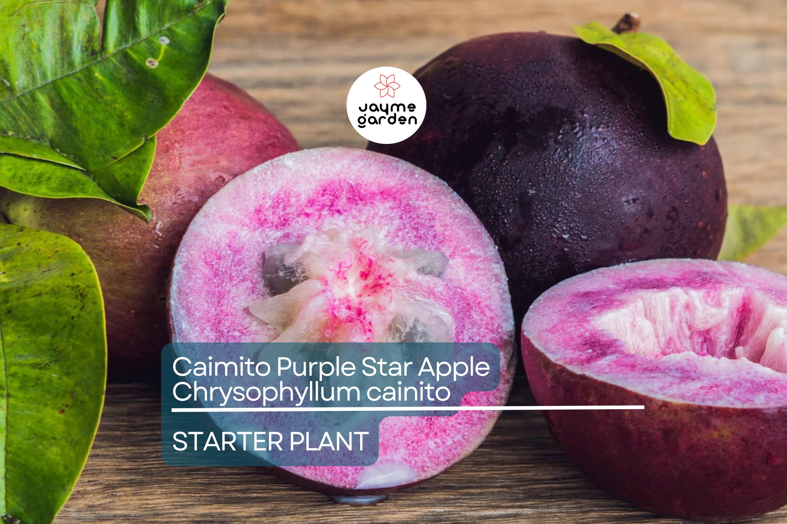 Caimito Purple Star Apple Tree | 3-6" Live Seedling | Exotic Tropical Fruit Plant in 2.5" Pot | Chrysophyllum cainito