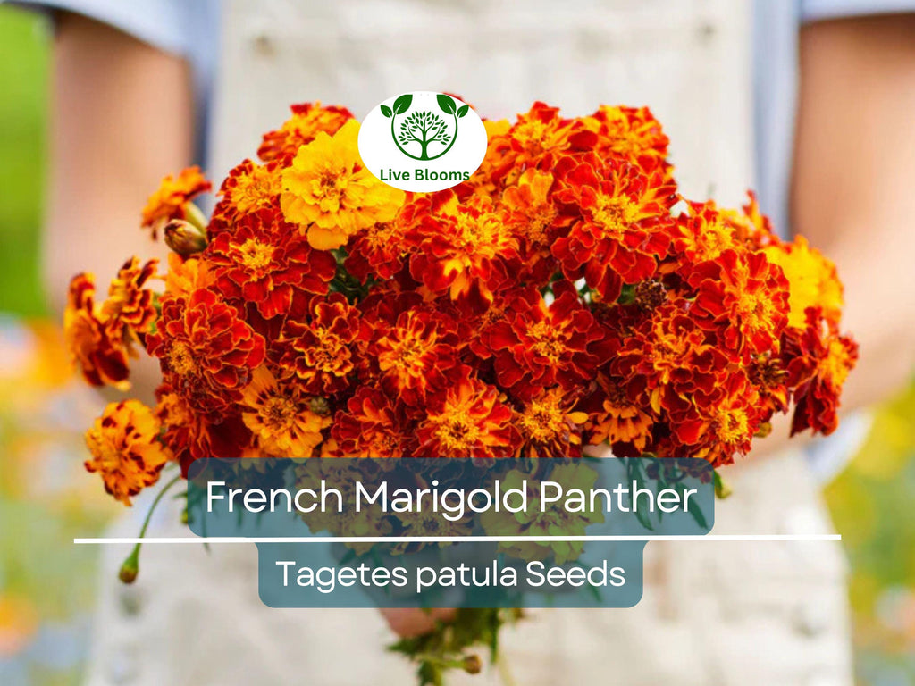 200 Seeds French Marigold Panther - Beneficial Edible, Dwarf Variety, Non-GMO, Attracts Butterflies, Garden & Culinary Use