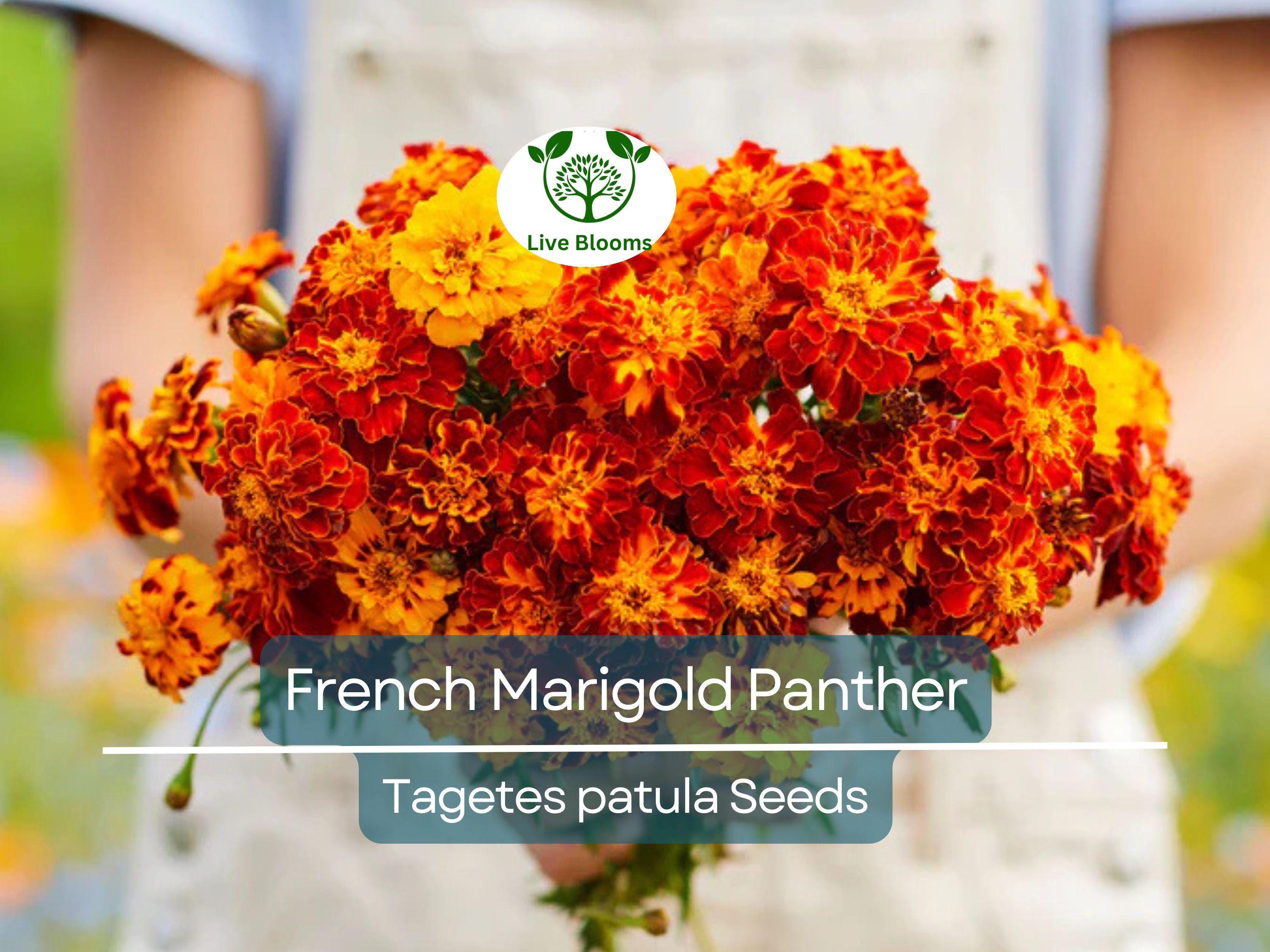 200 Seeds French Marigold Panther - Beneficial Edible, Dwarf Variety, Non-GMO, Attracts Butterflies, Garden & Culinary Use
