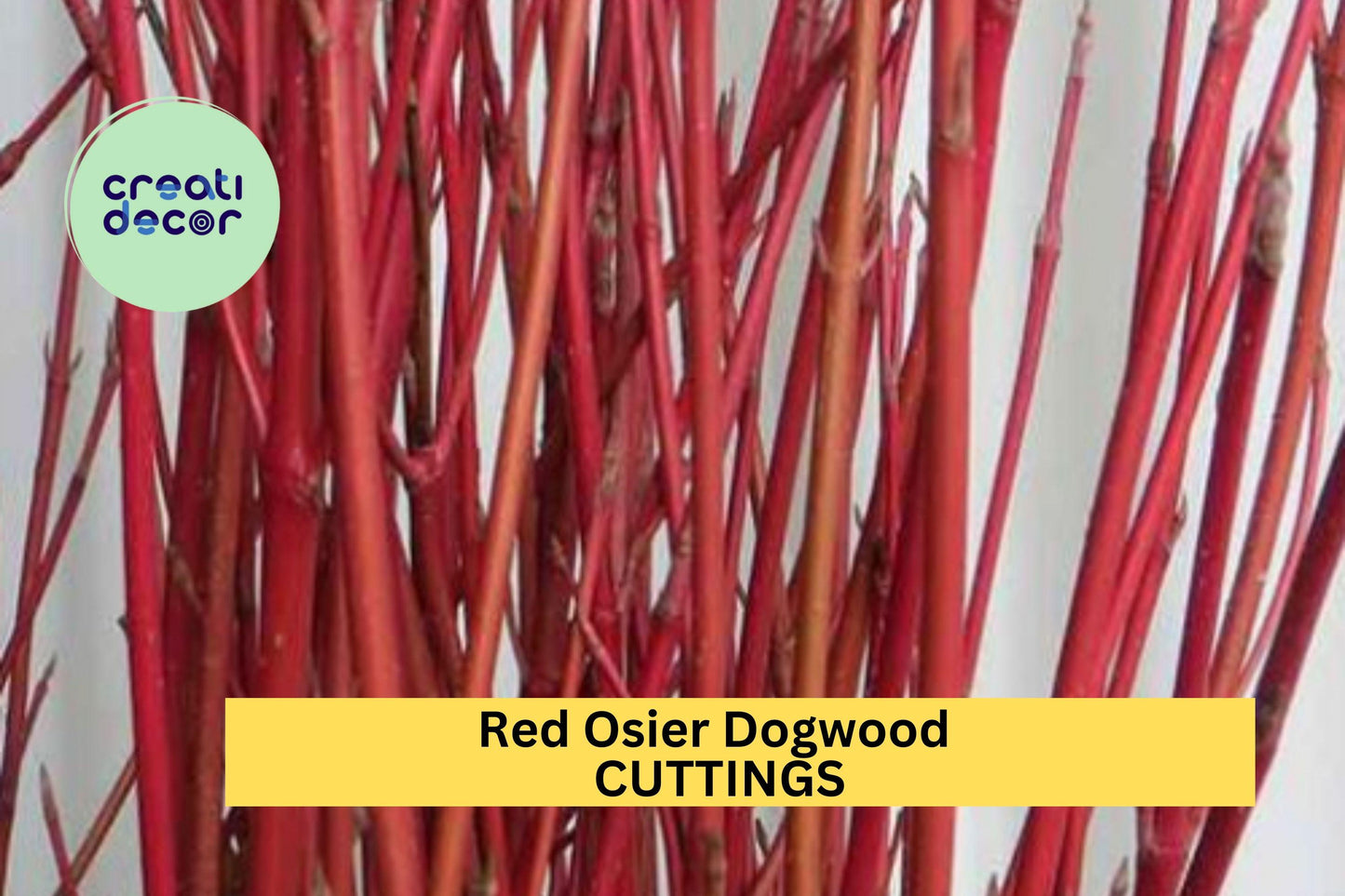 30 Red Osier Dogwood Cuttings – 10" Hardwood Stems for Propagation, Landscaping, Hedges & Wildlife Gardens – USA