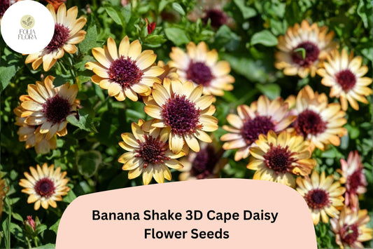 50+ Banana Shake 3D Cape Daisy Seeds | Osteospermum ecklonis | Yellow White Blooms for Pots & Garden Borders