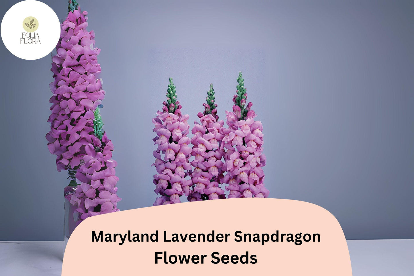 Antirrhinum majus Maryland Lavender Snapdragon Seeds – 1000+ Elegant Blooms for Garden & Cut Flowers