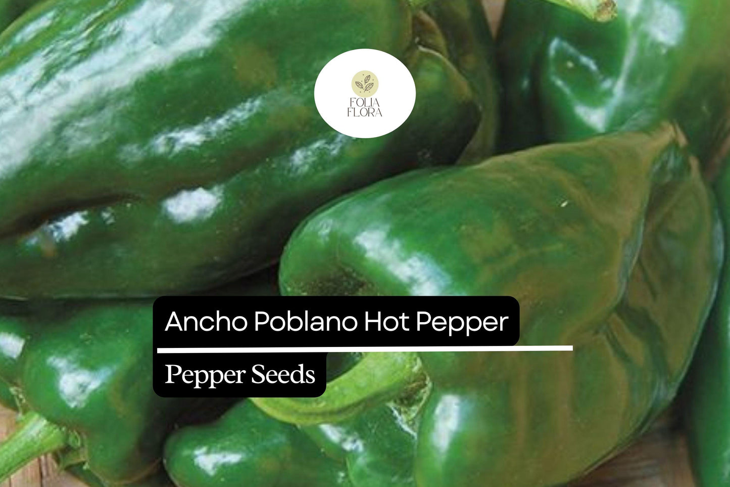 25 Ancho Poblano Pepper Seeds – Heirloom, Non-GMO, Mildly Spicy & Flavorful Peppers