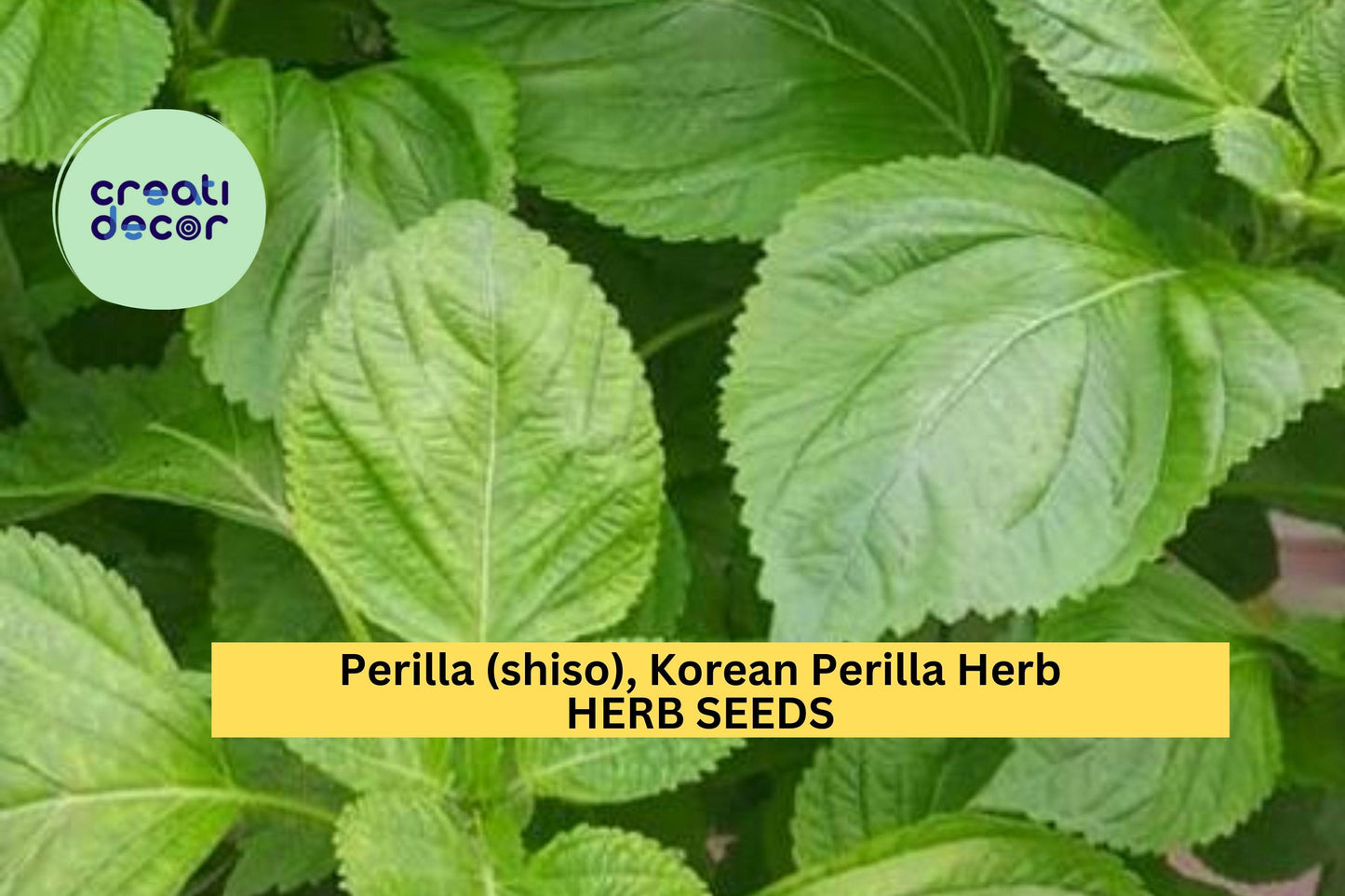 3pcs of 500mg Korean Perilla Shiso Seeds – Fragrant Culinary Herb for Korean Recipes, Wraps, and Home Gardens Seeds for Planting