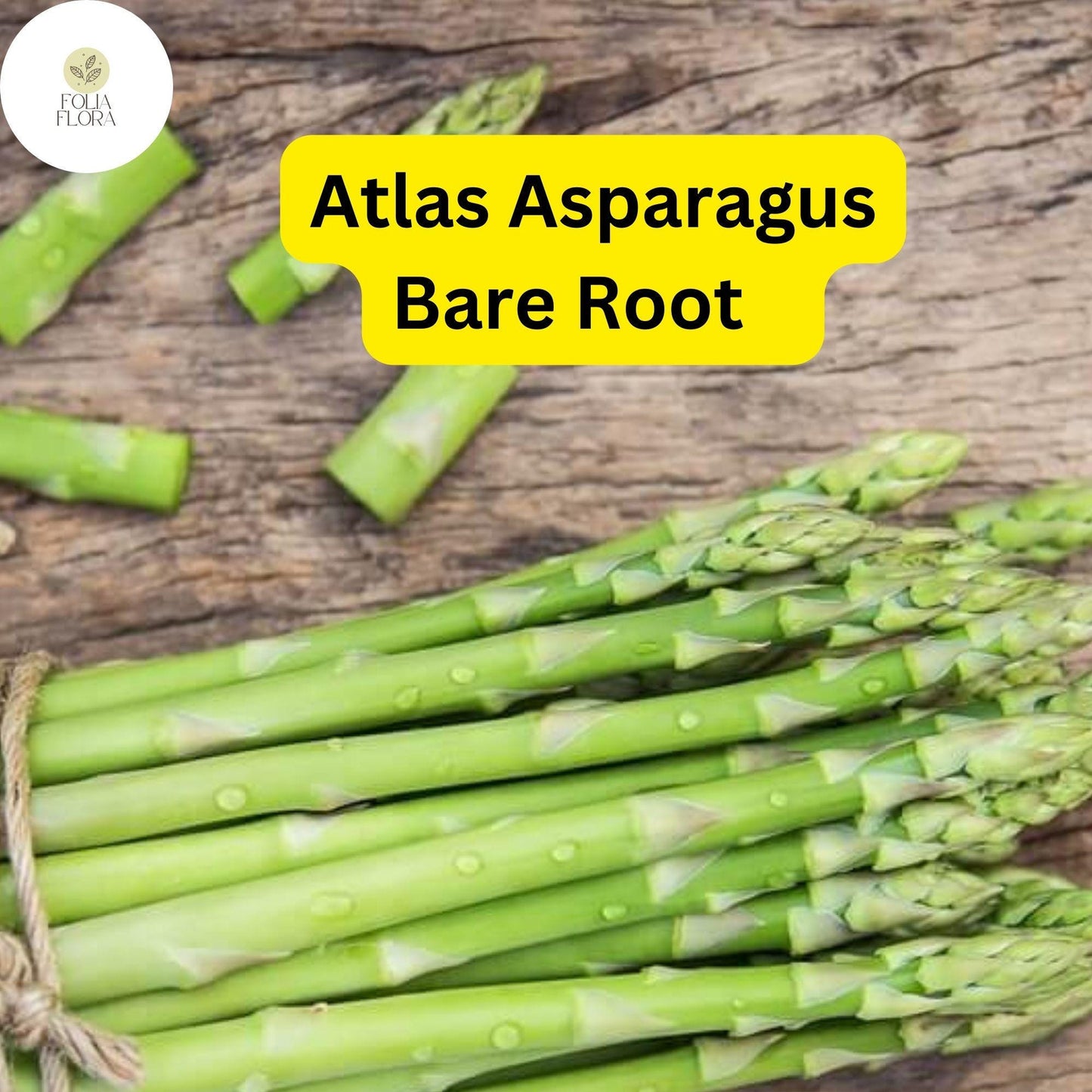 25 Bare Root Plants Green Atlas Asparagus, 2-Year Crowns, Asparagus officinalis, Easy to Grow Garden Starter