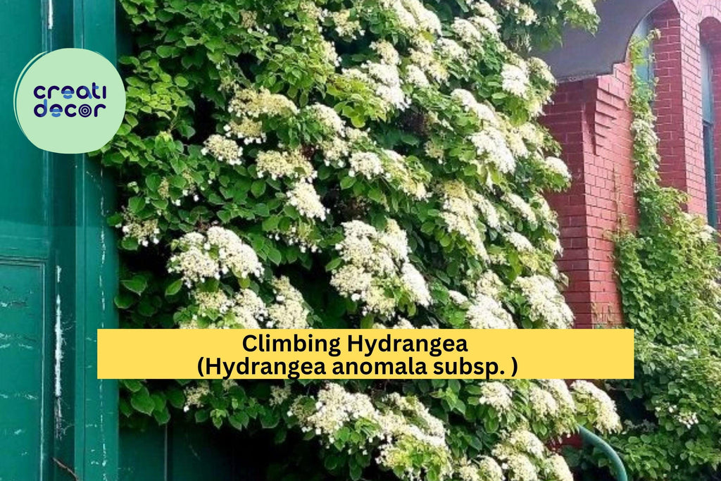 Climbing Hydrangea Vine – Hydrangea anomala petiolaris Live Plant, Fragrant White Blooms & Lush Green Foliage for Shade Gardens Zones 5–9